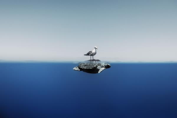 A seagull rests on top of a sea turtle.