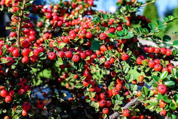 Pyracantha berries.